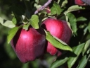 Яблоня «Малиновый Делишес»