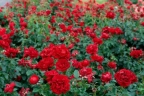 Роза бордюрная « Капелька Красная»