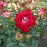 Роза спрей « Руби Стар ( Ruby Star)»