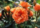 Роза миниатюрная « Нинетта (Ninetta)»
