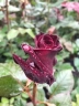 Роза чайно-гибридная «Блэк Баккара (Black Baccara)