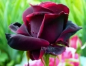 Роза чайно-гибридная «Блэк Баккара (Black Baccara)
