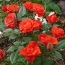 Роза миниатюрная « Оранж Джевел ( Orange Juwel)»