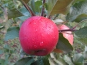 Яблоня «Коричное новое»