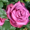 Роза чайно-гибридная «Блуберри ( Blueberry)»