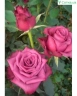 Роза чайно-гибридная «Блуберри ( Blueberry)»