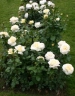 Роза чайно-гибридная «Ла перла» (La Perla)»