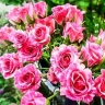 Роза спрей « Пинк Флеш ( Pink Flash) »