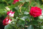 Роза миниатюрная «Мейди (Maidy) »