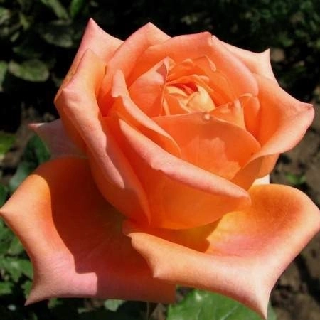 Роза чайно-гибридная «Эльдорадо (Eldorado)»