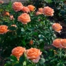 Роза чайно-гибридная «Эльдорадо (Eldorado)»