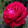 Роза английская кустовая « Фальстаф (Falstaff)»