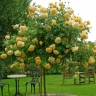 Роза штамбовая «Елоу Милов (Rose Yellow Meilove)