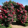 Роза плетистая «Розариум Ютерсен (Rosarium Uetersen)»