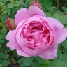 Роза английская « Мэри Роуз (Mary Rose )»