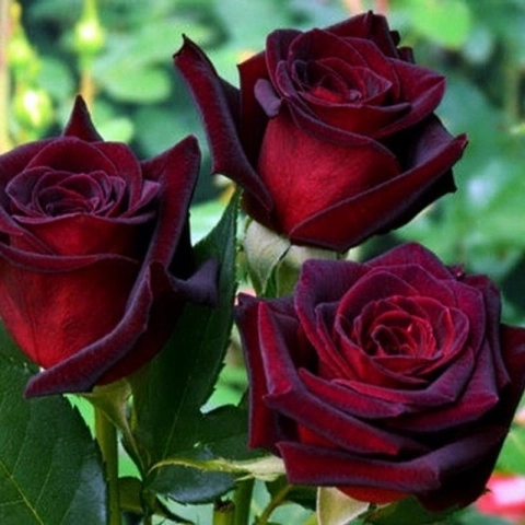 Роза плетистая «Чёрная королева (Black Queen) »