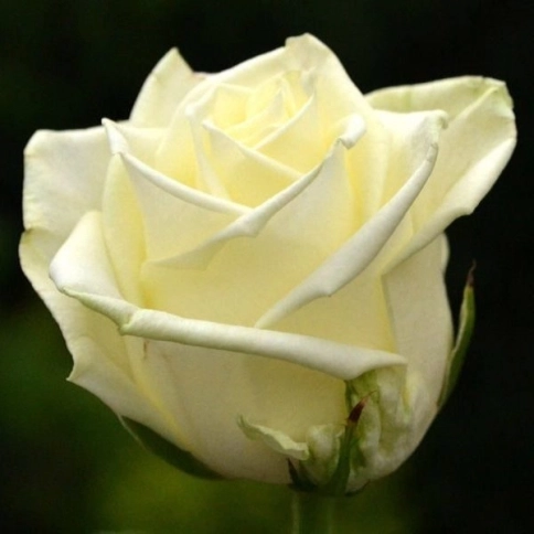 Роза чайно-гибридная «Аваланж (Avalanche)»
