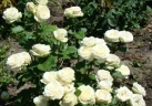 Роза чайно-гибридная «Аваланж (Avalanche)»