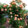 Роза плетистая «Вестерланд (Westerland) »