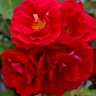 Роза плетистая « Фламментанц (Flammentanz)»