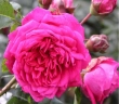 Роза плетистая «Лагуна (Laguna) »