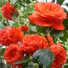 Роза плетистая «Салита (Salita) »