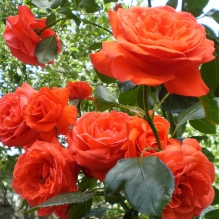 Роза плетистая «Салита (Salita) » - купить в Москве по цене 1 000 руб.