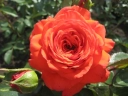 Роза плетистая «Салита (Salita) »