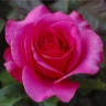 Роза чайно-гибридная «Высоцкий»