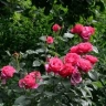 Роза чайно-гибридная «Высоцкий»