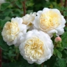 Роза английская «Крокус Роуз (Crocus Rose)»
