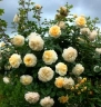 Роза английская «Крокус Роуз (Crocus Rose)»