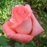 Роза чайно-гибридная « Нобилис (Nobilis)»
