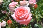 Роза чайно-гибридная « Нобилис (Nobilis)»
