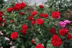 Роза флорибунда « Сатчмо»