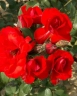 Роза флорибунда « Сатчмо»