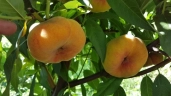 Персик инжирный «Бельмандо»