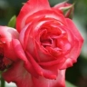 Роза плетистая «Антик (Antike) »