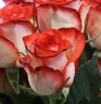 Роза чайно-гибридная «Блаш (Blush)»