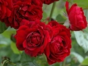 Роза плетистая « Королевская Мантия»