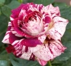 Роза чайно-гибридная «Сатина (Satinа)»