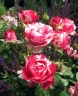Роза чайно-гибридная «Сатина (Satinа)»