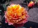 Роза флорибунда « Френезй (Frenesie)»