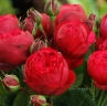 Роза чайно-гибридная «Ред пиано (Rose Piano)»