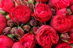 Роза чайно-гибридная «Ред пиано (Rose Piano)»