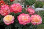 Роза флорибунда «Лампион (Lampion)»