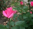 Роза чайно-гибридная «Топаз (Topaz) »