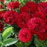 Роза плетистая «Норита (Norita) »