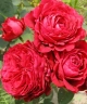 Роза флорибунда « Роза четырех ветров (Rose des 4 Vents)»