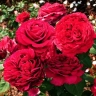 Роза флорибунда « Роза четырех ветров (Rose des 4 Vents)»